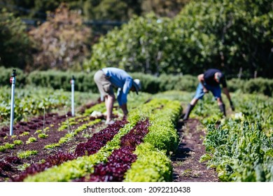 A Community Garden Plot In Central Melbourne In Victoria, Australia