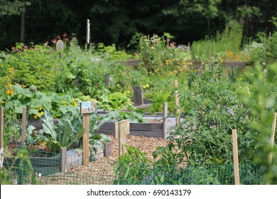 Community Garden In Small City. Lots Of Different Crops Growing In A Small Space