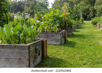 Community Garden With Vegetable Beds In Local Public Park. Vegetables Growing In Boxes.