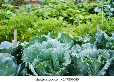 Community Gardening In Urban Community.