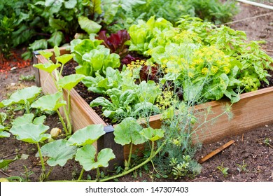 Community Gardening In Urban Community.