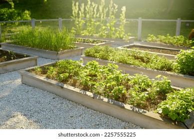 Community kitchen garden. Raised garden beds with plants in vegetable community garden. Lessons of gardening for kids and seniors