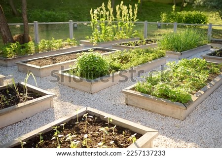 Community kitchen garden. Raised garden beds with plants in vegetable community garden. Lessons of gardening for kids and seniors