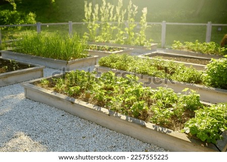 Community kitchen garden. Raised garden beds with plants in vegetable community garden. Lessons of gardening for kids and seniors