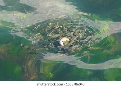 A Community Of Little Fish Larva Feed On The Sea