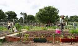 Community Organic Garden With Neighbors Working In It