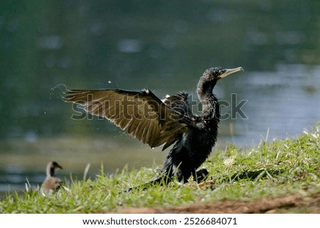 A comoran with a wing spread is standing on the grass near a body of water. The bird appears to be drying its wings
