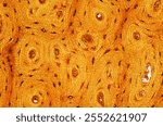 Compact bone stained with the Schmorl technique showing osteocytes with numerous and fine extensions. They are located in osteons, between bony lamellae arranged concentrically around Haversian duct