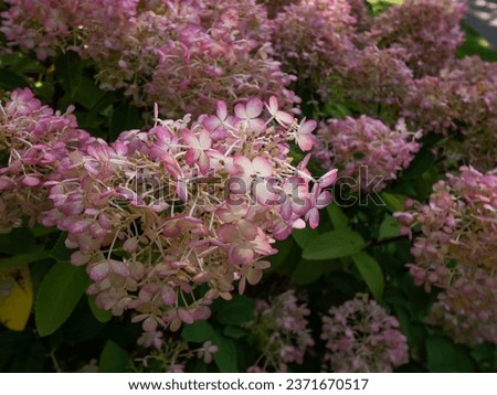 Compact, bushy, deciduous shrub Panicle Hydrangea (Hydrangea paniculata) 'Bobo' flowering with large, rounded to conical white flushed with pink flower heads