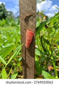 A compact cluster of red-orange insect eggs attached to a weathered greenish wooden surface. The elongated formation contrasts with the textured wood, which shows moss, algae, and peeling areas. Surrounding leaves and stems suggest an outdoor natural environment. This image captures a detailed view of insect reproduction and the interaction between natural and man-made surfaces, symbolizing life, resilience, and ecological balance. Suitable for themes of biology, ecology, and environmental design.