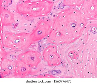 6 Circumferential lamellae Images, Stock Photos & Vectors | Shutterstock