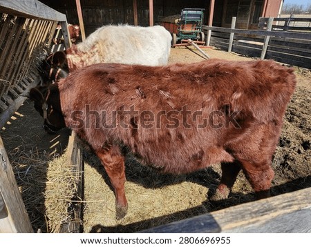 compact, dark red Dexter Cattle an Irish breed small frame. standing at a wooden feeder, cattle, livestock farm, agriculture