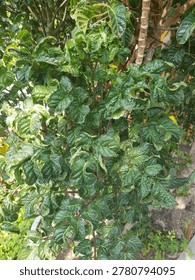 Compact Dwarf Ash Tree with Unique Wrinkled and Scrolled Green Leaves, scientifically known as Fraxinus excelsior 'Crispa'.