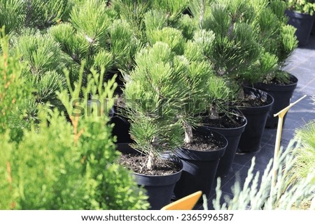 Compact Gem whitebark pine green plant