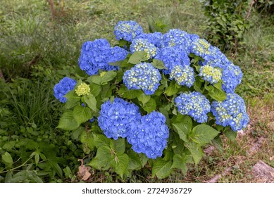 Compact Hydrangea macrophylla, also called bigleaf hydrangea or hortensia, with large bright blue flowers and yellow buds in a lush garden setting.