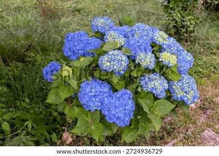 Compact Hydrangea macrophylla, also called bigleaf hydrangea or hortensia, with large bright blue flowers and yellow buds in a lush garden setting.