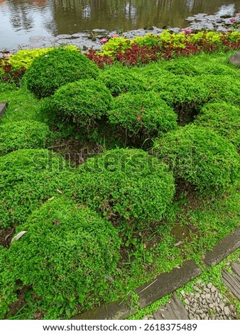Compact Juniperus procumbens 'Nana' with dense green foliage, commonly used in Japanese gardens and landscape design.