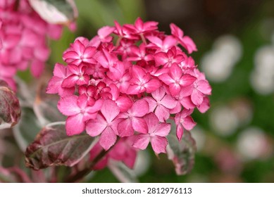 Compact mountain Hydrangea serrata ‘Euphoria Pink’ in flower. 