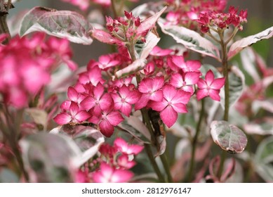 Compact mountain Hydrangea serrata ‘Euphoria Pink’ in flower. 