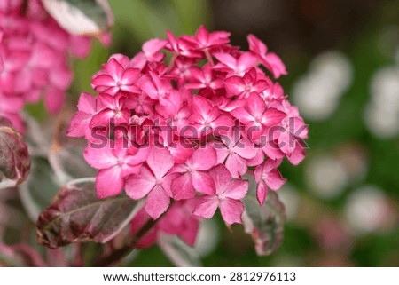 Compact mountain Hydrangea serrata ‘Euphoria Pink’ in flower. 