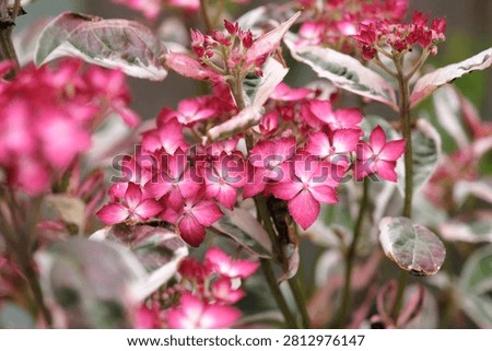 Compact mountain Hydrangea serrata ‘Euphoria Pink’ in flower. 