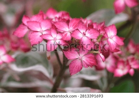 Compact mountain Hydrangea serrata ‘Euphoria Pink’ in flower. 