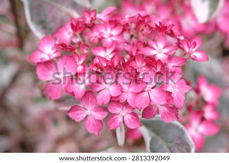 Compact mountain Hydrangea serrata ‘Euphoria Pink’ in flower. 