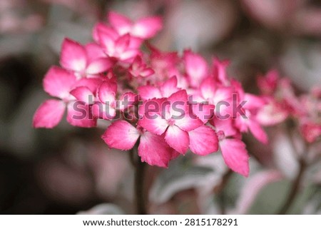Compact mountain Hydrangea serrata ‘Euphoria Pink’ in flower. 