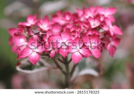 Compact mountain Hydrangea serrata ‘Euphoria Pink’ in flower. 