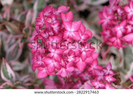 Compact mountain Hydrangea serrata ‘Euphoria Pink’ in flower.