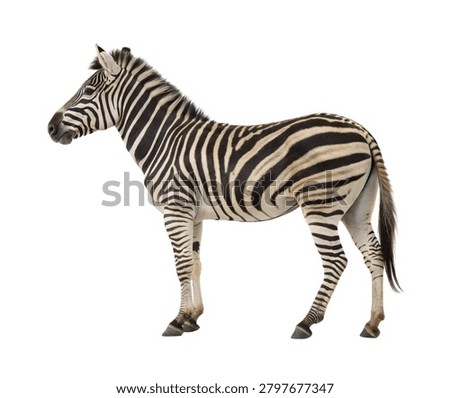 Compact Zebra Standing Alert Side View Dark Black White Stripes Isolated on White Background