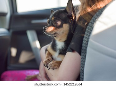 Companion Dog Sitting In The Car. Chihuahua Dog In The Car In The Hands Of A Little Girl. Chihuahua Dog Black And Brown And White. The Girl In The Car Seat Holding A Chihuahua. Dog Man Friend