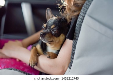 Companion Dog Sitting In The Car. Chihuahua Dog In The Car In The Hands Of A Little Girl. Chihuahua Dog Black And Brown And White. The Girl In The Car Seat Holding A Chihuahua. Dog Man Friend