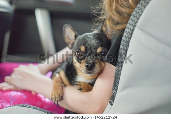 companion dog sitting in the car. Chihuahua dog in\
the car in the hands of a little girl. Chihuahua dog black and\
brown and white. The girl in the car seat holding a chihuahua. Dog\
man friend