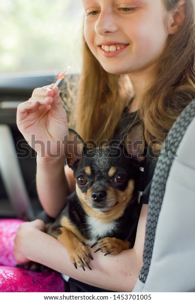 companion dog sitting in the car. Chihuahua dog in\
the car in the hands of a little girl. Chihuahua dog black and\
brown and white. The girl in the car seat holding a chihuahua. Dog\
man friend