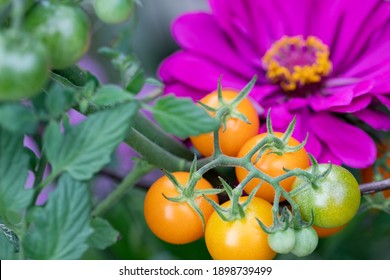 Companion planting of amethyst zinnia with sun gold cherry tomatoes are a perfect combination. Zinnias deter cucumber beetles and tomato worms. They attract predatory wasps and hover flies. - Shutterstock ID 1898739499