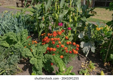 Companion Planting with Bright Orange Marigold Flowers and Home Grown Organic Vegetables
					Growing on an Allotment in a Vegetable Garden in Rural Devon, England, UK