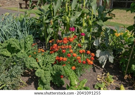 Companion Planting with Bright Orange Marigold Flowers and Home Grown Organic Vegetables
Growing on an Allotment in a Vegetable Garden in Rural Devon, England, UK