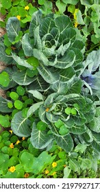 Companion Planting Brussels Sprouts And Nasturtiums 