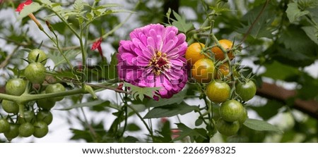 Companion planting giant lilac Benary zinnia with sungold cherry tomatoes are a perfect combination. Zinnias deter tomato worms. They attract predatory wasps and hover flies.