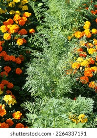 Companion planting. Marigold flowers planted close to carrot plants. The marigold flowers will attract hoverflies that will eat the the carrot flies and protect the carrots.