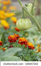 Companion Planting Of Tomatoes & Marigolds.