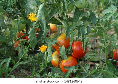 Companion Planting With Tomatoes And Marigolds.