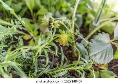 Companion Planting Vegetables In Large Pots