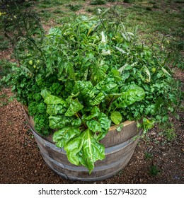 Companion Planting Veggies In Large Pots