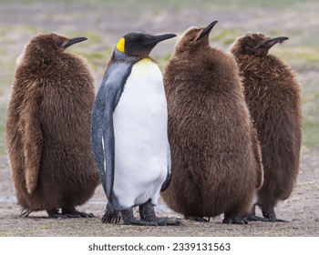 Companionship, King penguin pair; Head shake, King penguin chick; King penguin abstraction; King Penguin full grown chicks; Falkland Islands