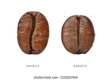 Comparative characteristics of Arabica and Robusta coffee beans isolated on white. clipping path.