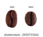 Comparative characteristics of two types offer bean grain, Arabica and Robusta coffee beans isolated on white. clipping path.