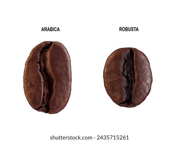 Comparative characteristics of two types offer bean grain, Arabica and Robusta coffee beans isolated on white. clipping path.