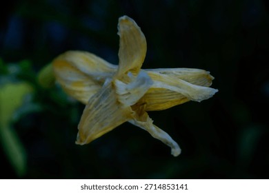 Comparative Study of Hemerocallis sp. Post-Anthesis Flower Tissue Desiccation and Turgor Loss